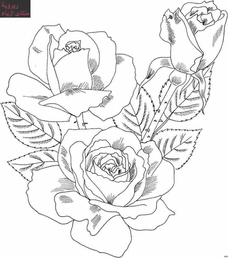 qhy5 ii coloring pages of a rose - photo #6