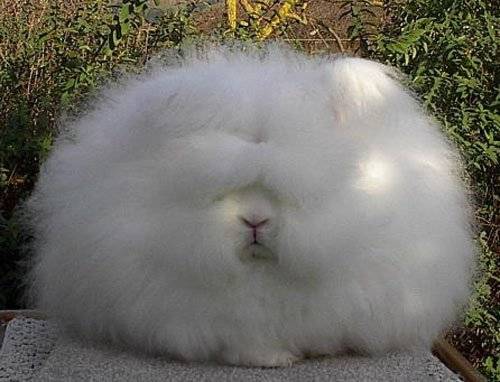   ..   .. the hairy rabbit 