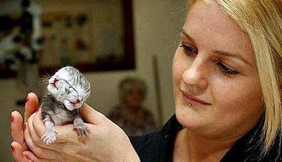  القطة المسكينة ولدت مؤخرا في استراليا وهي تحمل رأسين